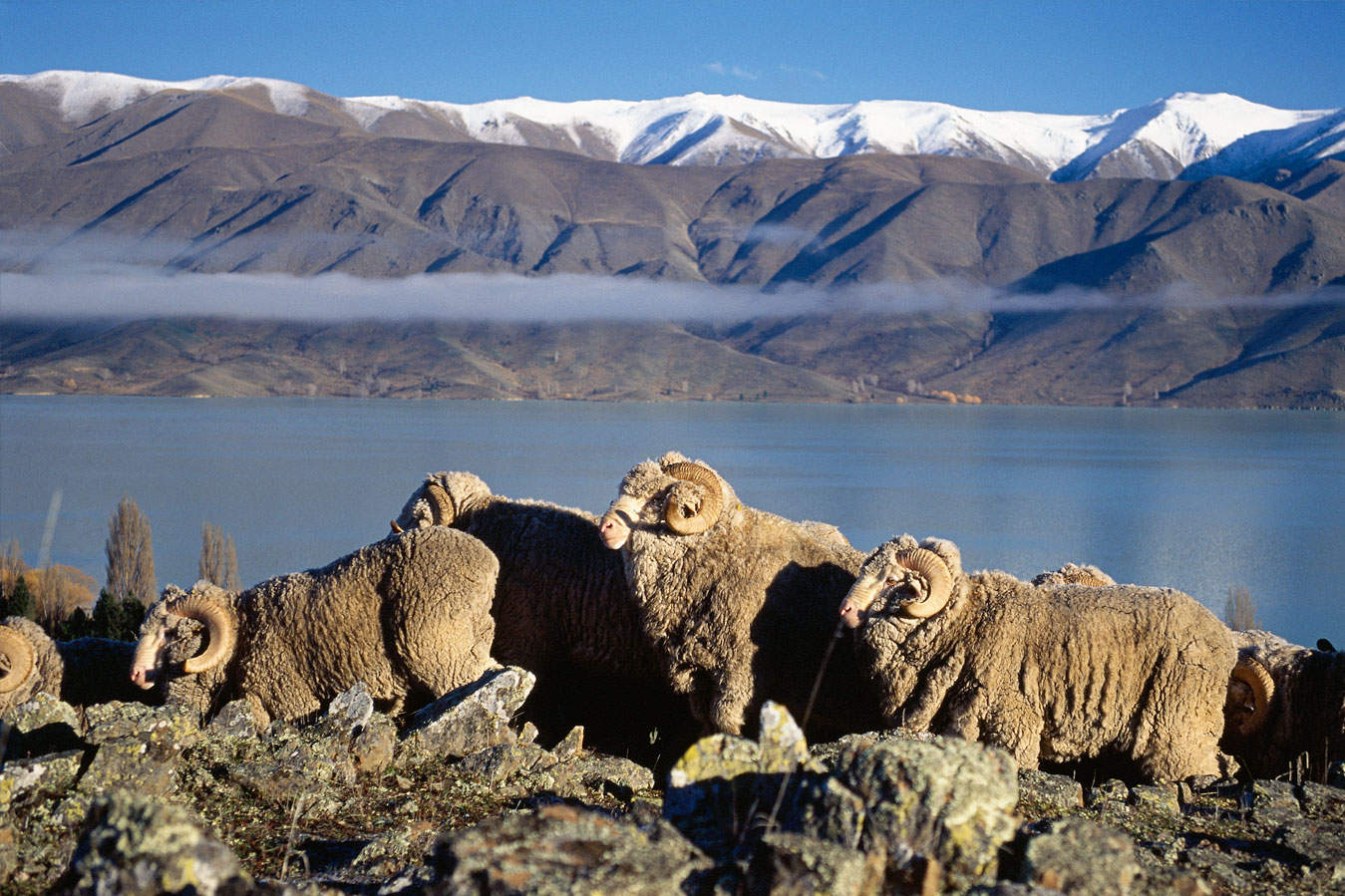 Овцы породы меринос саксон